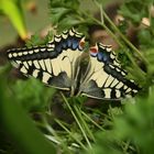 schmetterling auf petersilie... *lecker*