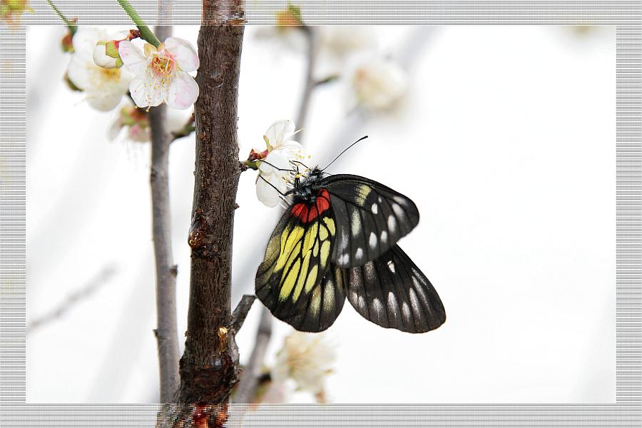 Schmetterling auf Pflaumenblüte