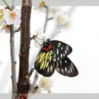 Schmetterling auf Pflaumenblüte