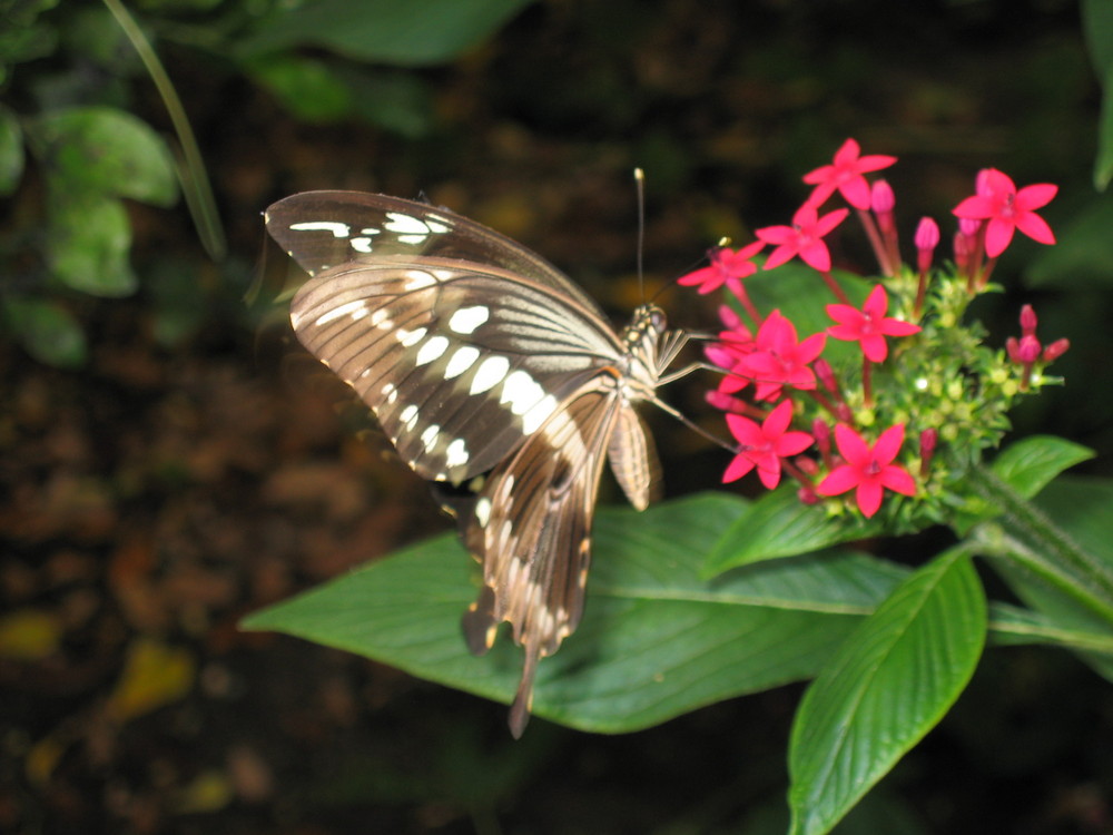 Schmetterling auf Pink