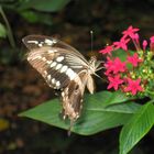 Schmetterling auf Pink