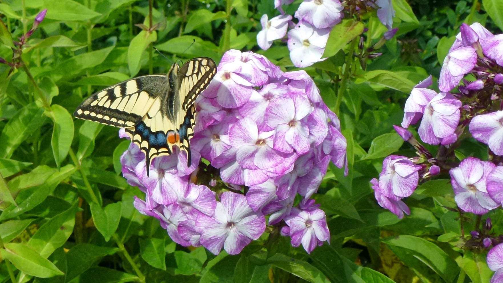 Schmetterling auf Plox