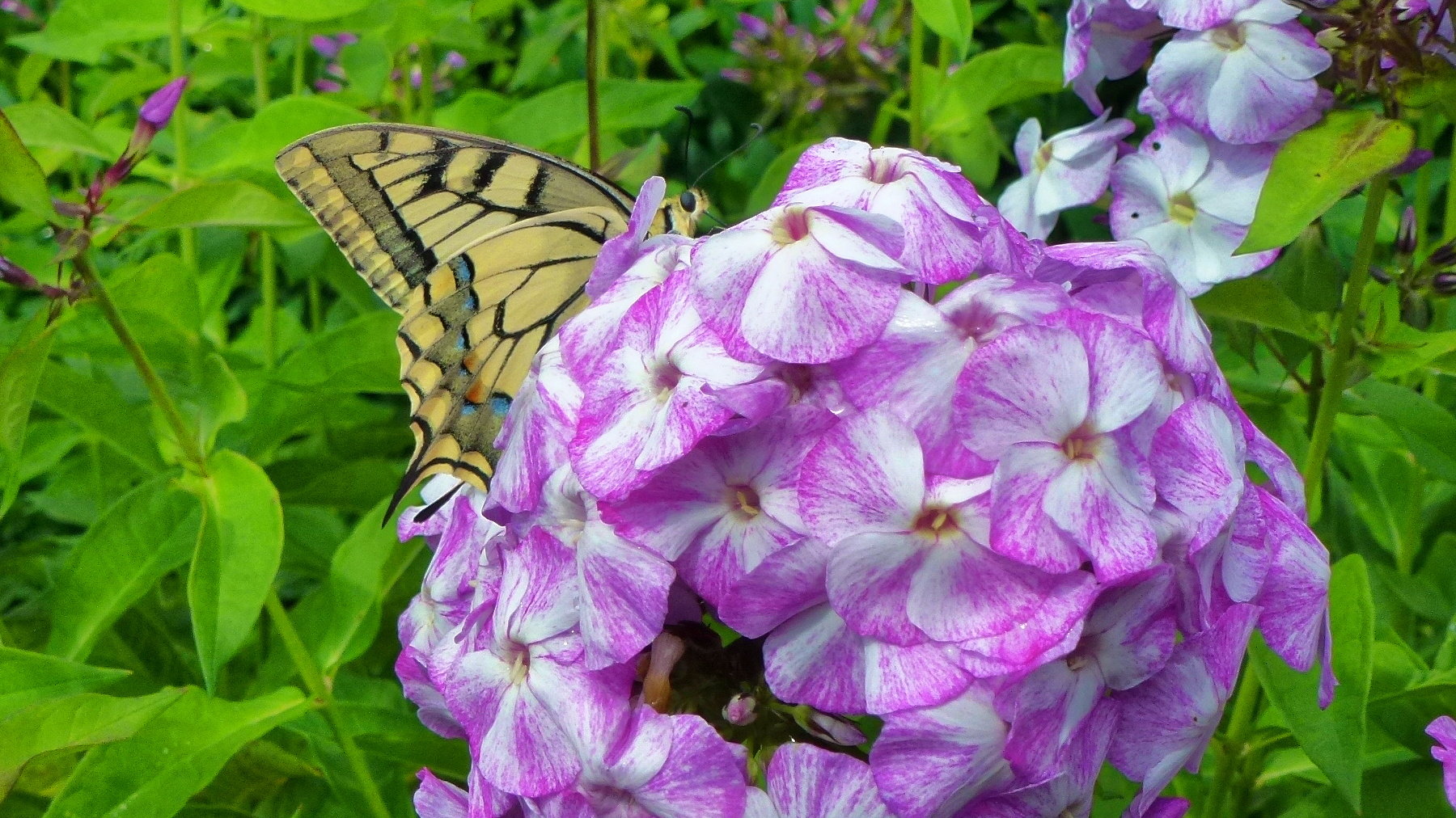 Schmetterling auf Plox