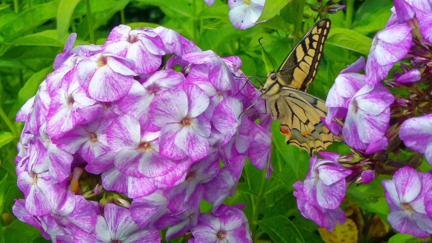 Schmetterling auf Plox