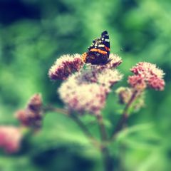 Schmetterling auf Plümschen