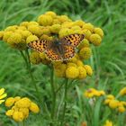 Schmetterling auf Rainfarn...