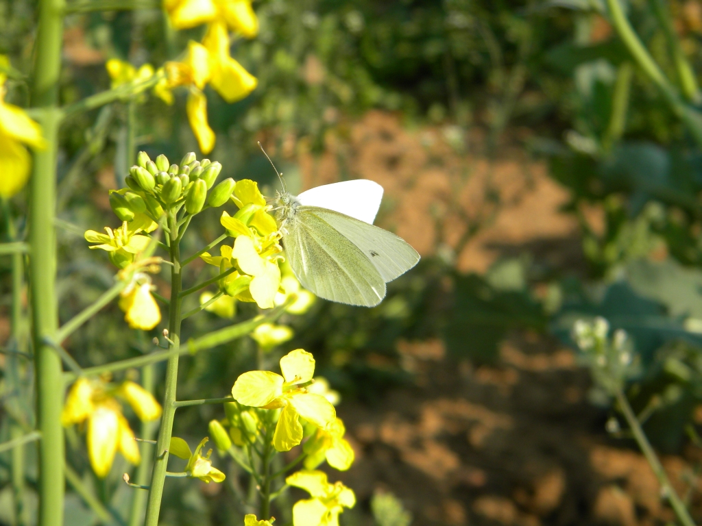 Schmetterling auf Raps