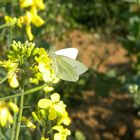 Schmetterling auf Raps