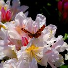 Schmetterling auf Rhododendron