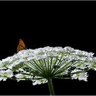 Schmetterling auf Riesenbärenklau