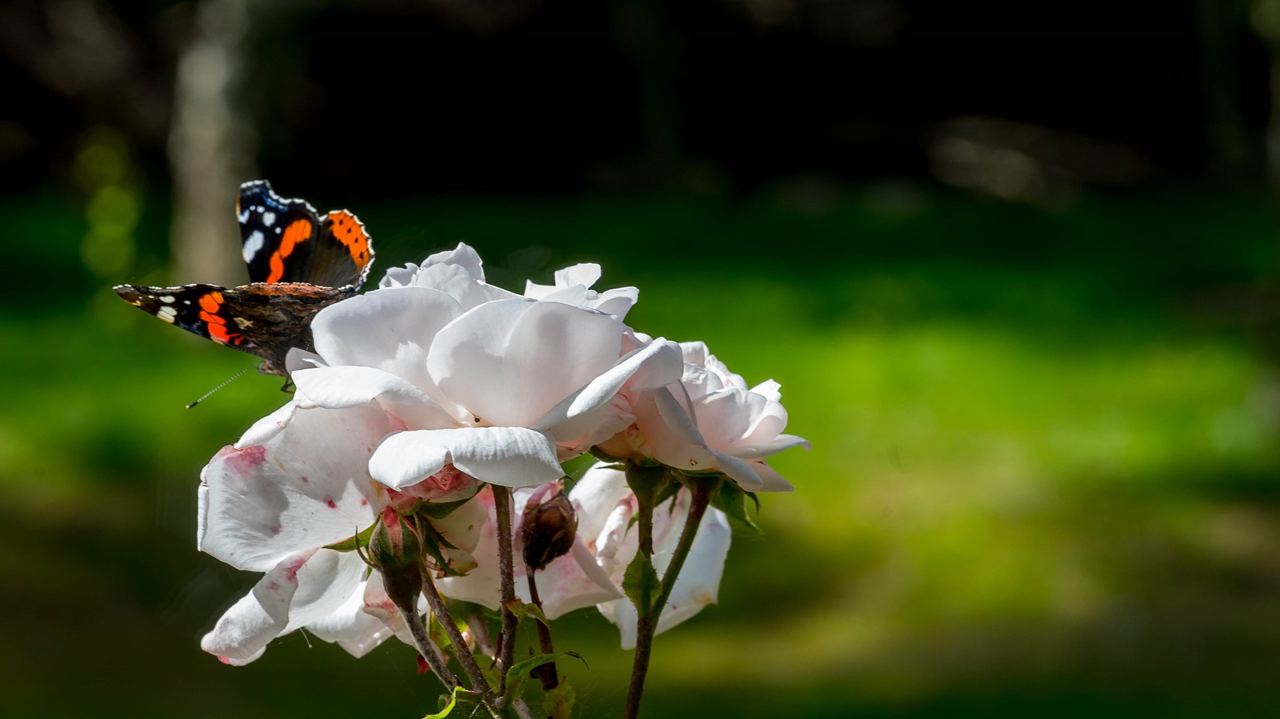 Schmetterling auf Rose