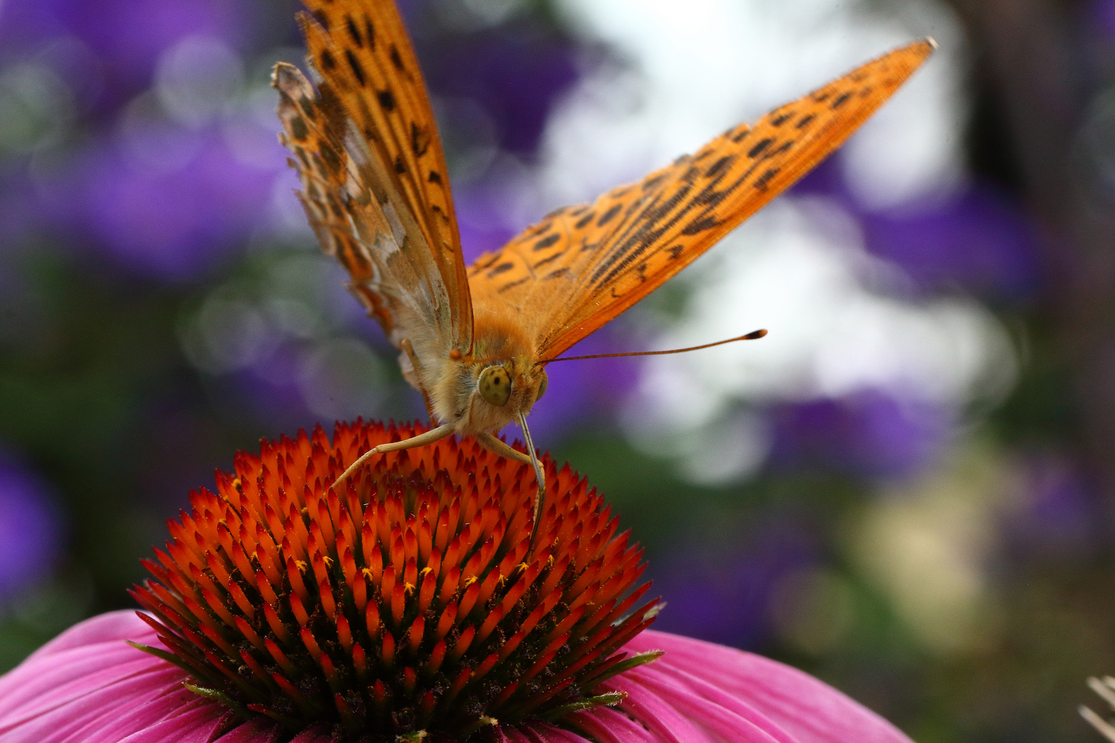 Schmetterling auf rotem Sonnenhut