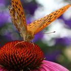 Schmetterling auf rotem Sonnenhut