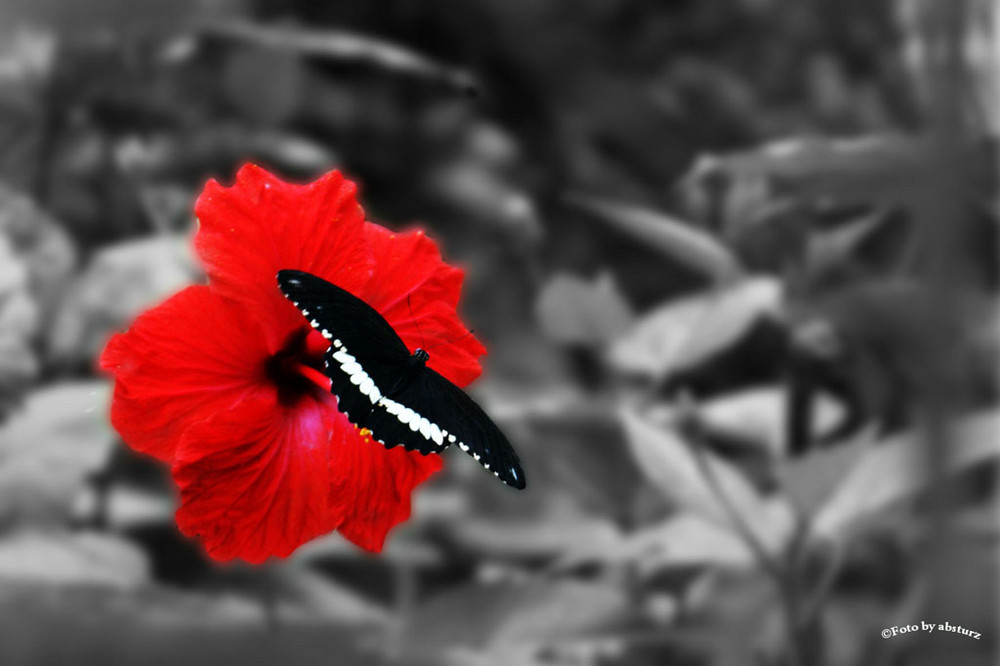 Schmetterling auf roter Blüte