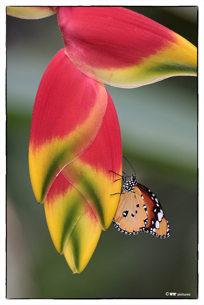 Schmetterling auf rot/gelb