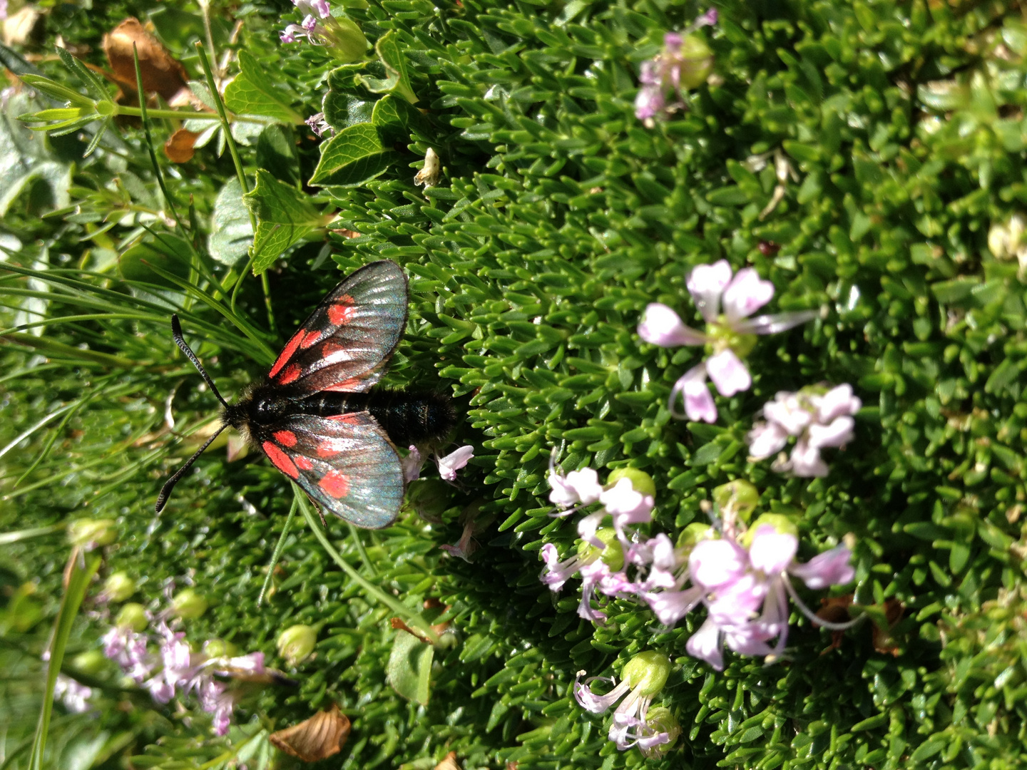 Schmetterling auf Saas Fee