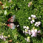 Schmetterling auf Saas Fee