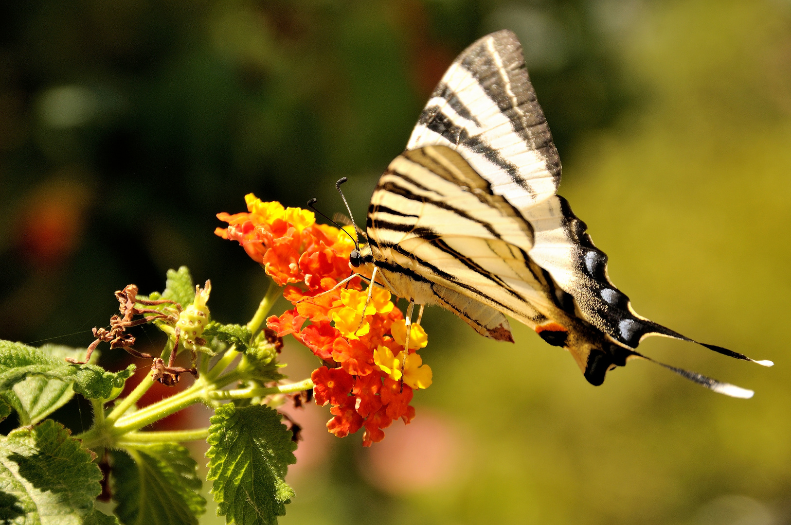 Schmetterling auf Samos