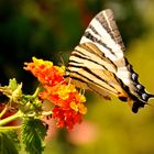 Schmetterling auf Samos