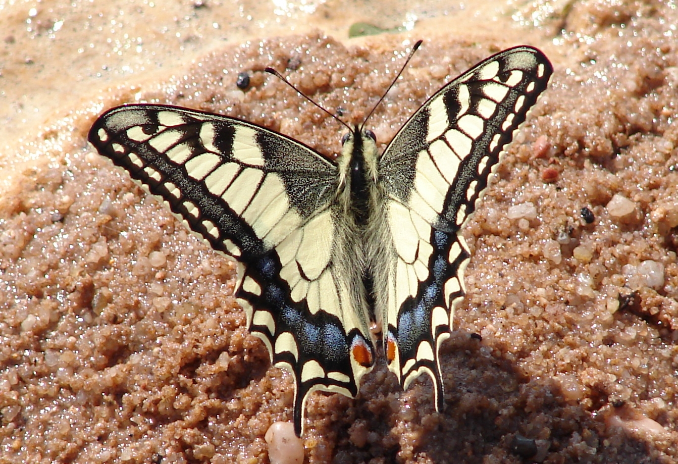 Schmetterling auf Sand