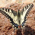 Schmetterling auf Sand