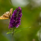 Schmetterling auf Schmetterlings-Flieder