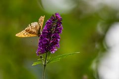 Schmetterling auf Schmetterlings-Flieder