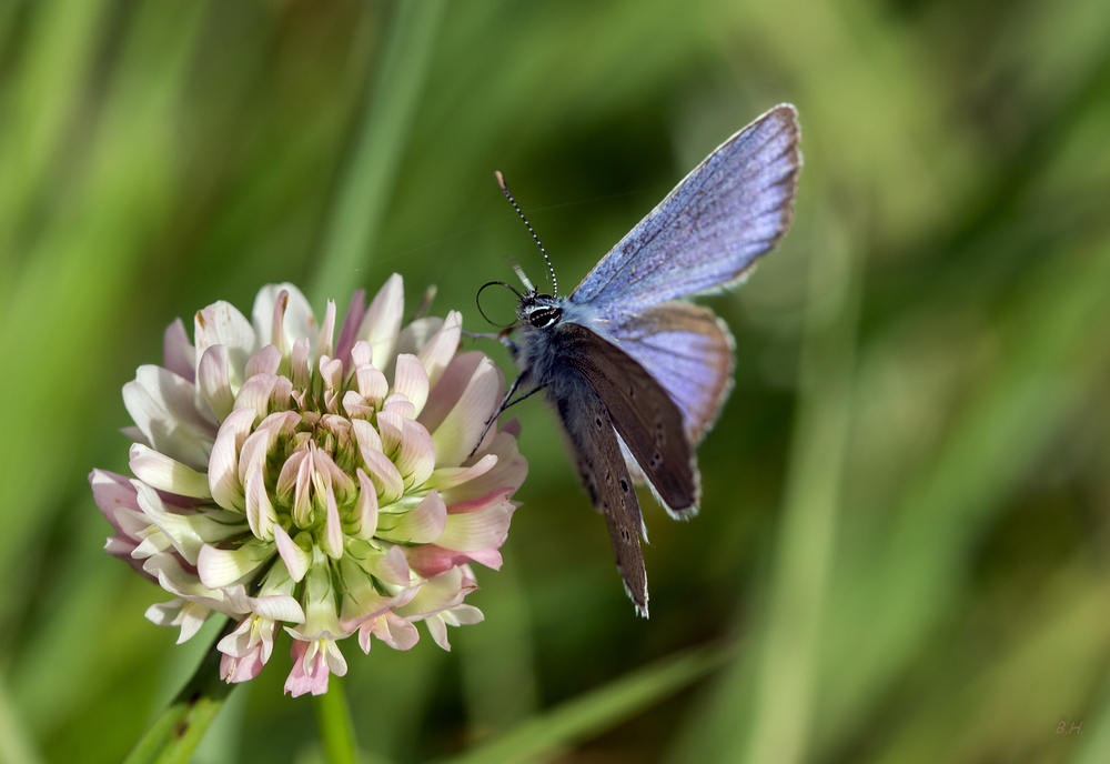 Schmetterling auf Schmetterlingsblütler