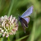 Schmetterling auf Schmetterlingsblütler