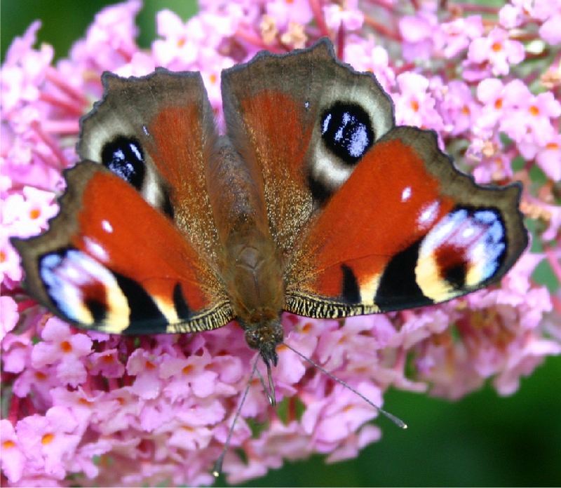 Schmetterling auf Schmetterlingsstrauchblüte