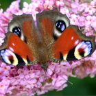 Schmetterling auf Schmetterlingsstrauchblüte