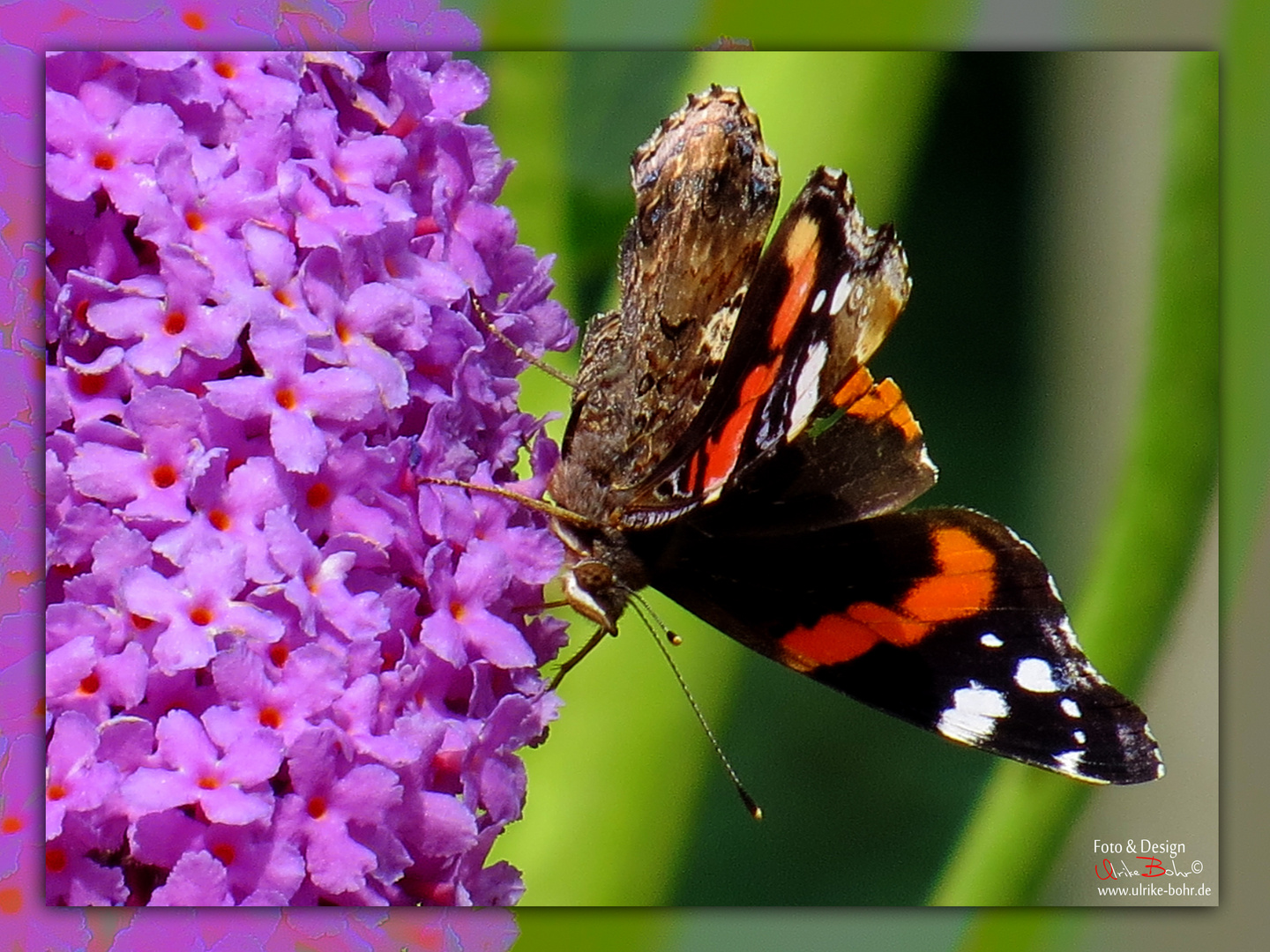 Schmetterling auf Schmetterlingstrauch