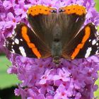 Schmetterling auf Schmetterlingstrauch Teil 2