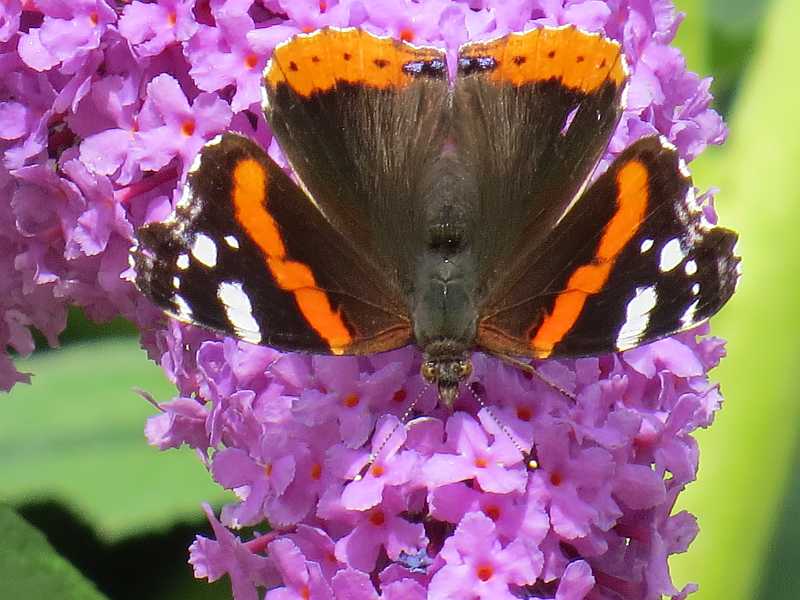 Schmetterling auf Schmetterlingstrauch Teil 2