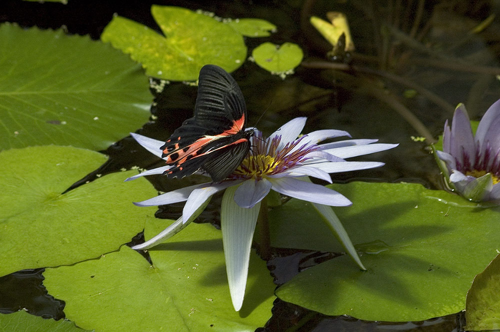 schmetterling auf seerose