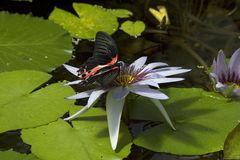 schmetterling auf seerose