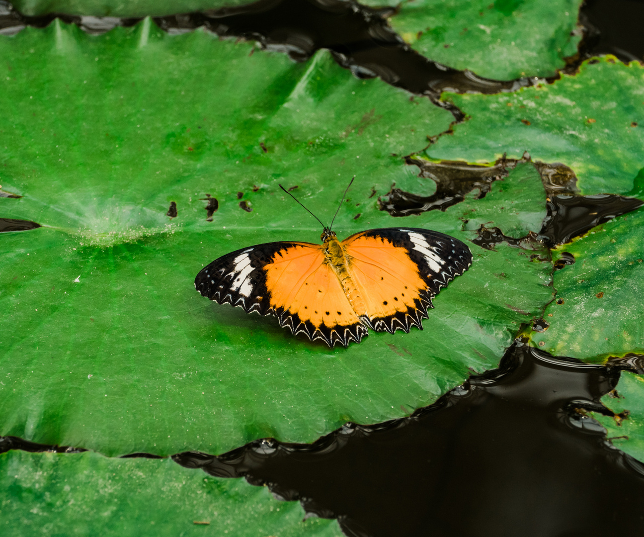 Schmetterling auf Seerosenblatt 2020