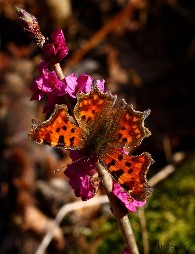 Schmetterling auf Seidelbast