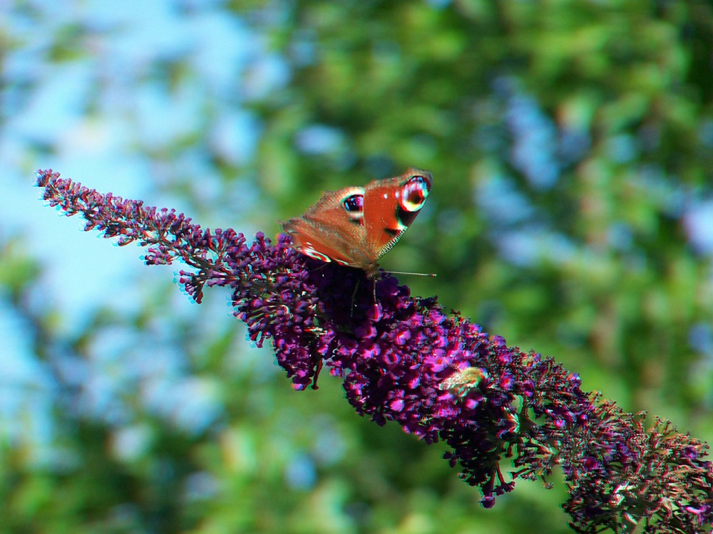 Schmetterling auf seinem Flieder