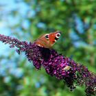 Schmetterling auf seinem Flieder