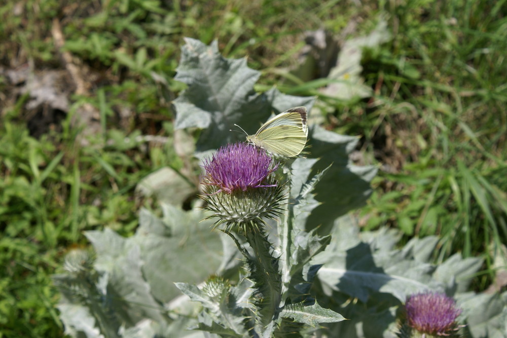 Schmetterling auf Silberdistel