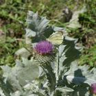 Schmetterling auf Silberdistel