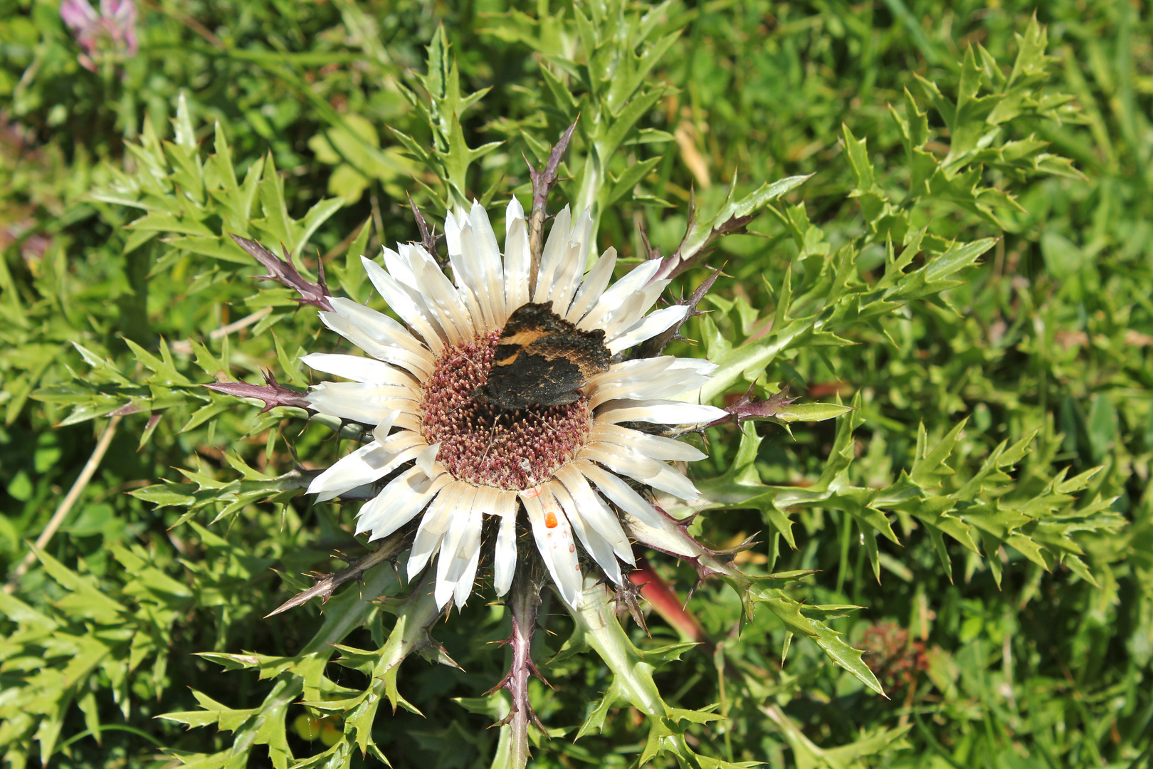 Schmetterling auf Silberdistel