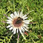 Schmetterling auf Silberdistel