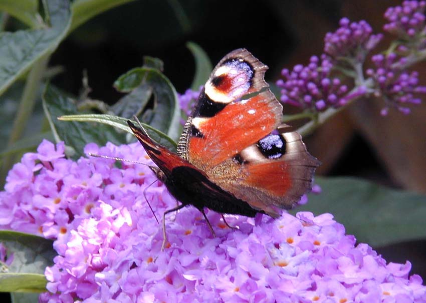 Schmetterling auf Sommerflieder