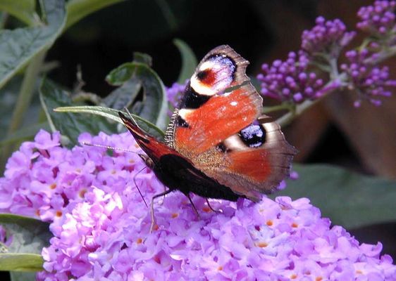 Schmetterling auf Sommerflieder