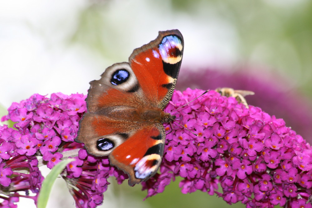 Schmetterling auf Sommerflieder....