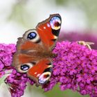 Schmetterling auf Sommerflieder....