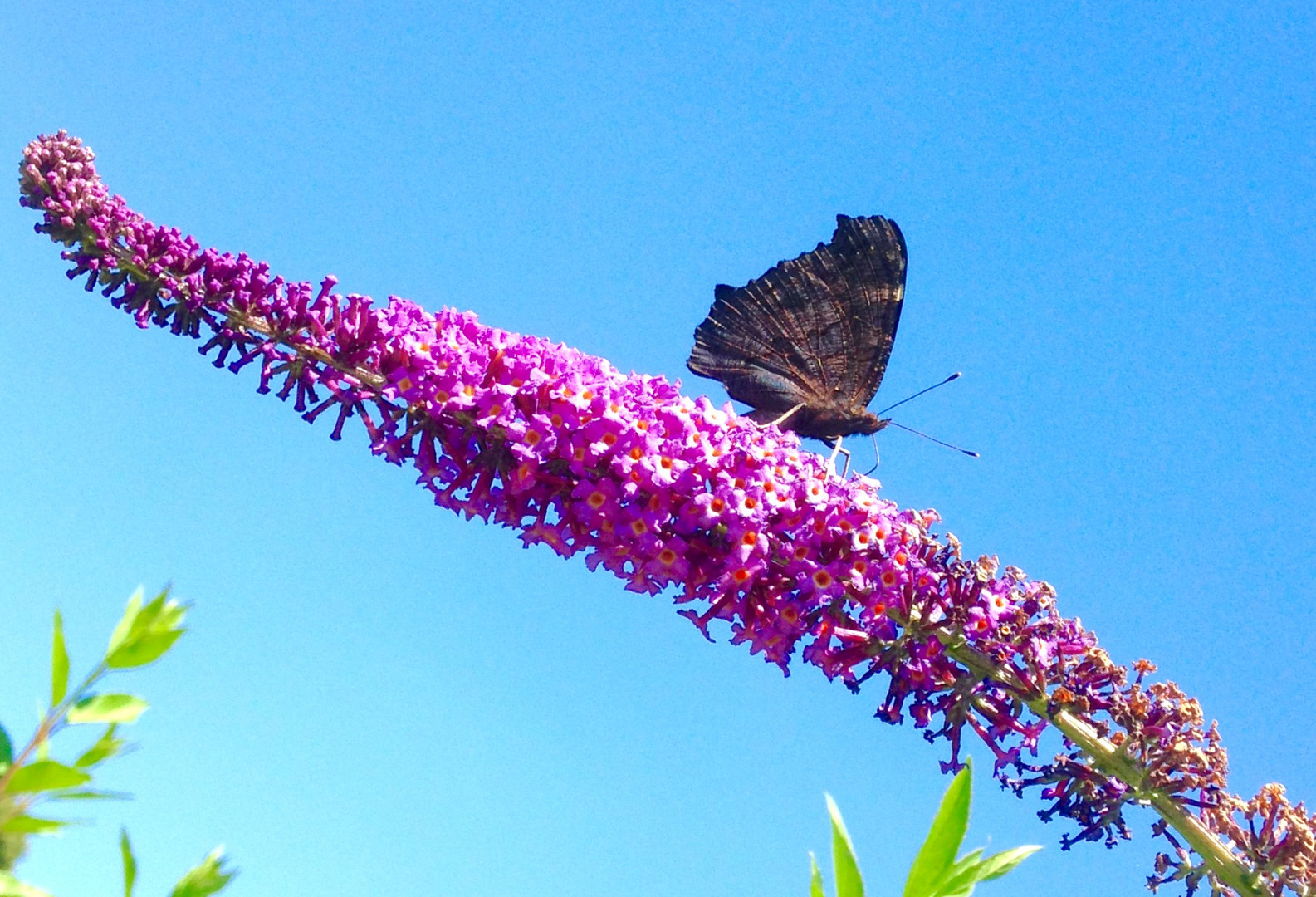 Schmetterling auf Sommerflieder