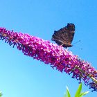 Schmetterling auf Sommerflieder